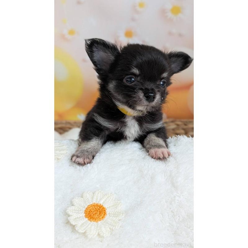 販売中の北海道のミックス犬-401432の7枚目