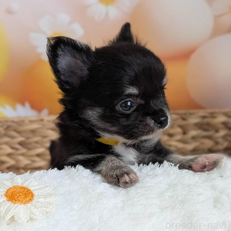 販売中の北海道のミックス犬-401432の6枚目