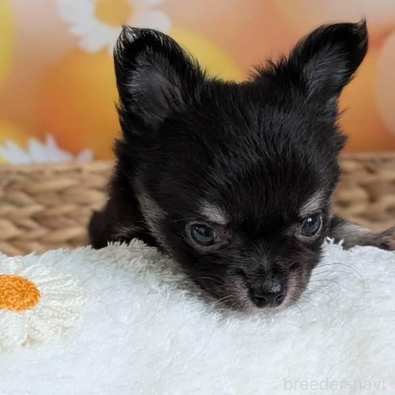 販売中の北海道のミックス犬-401432の5枚目