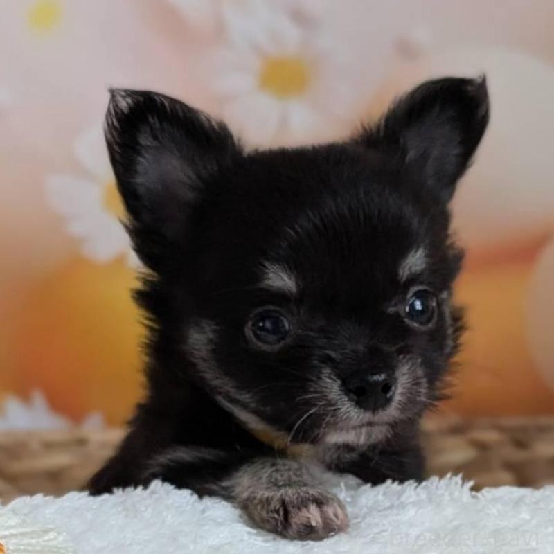 販売中の北海道のミックス犬-401432の4枚目