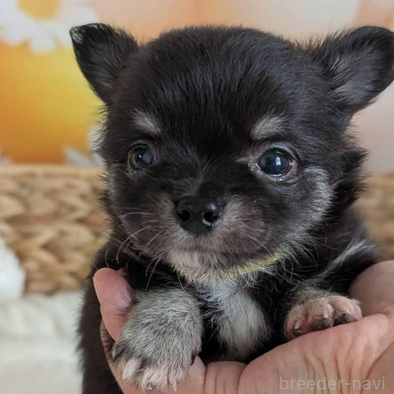販売中の北海道のミックス犬-401432の3枚目