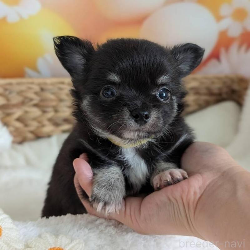 販売中の北海道のミックス犬-401432の2枚目