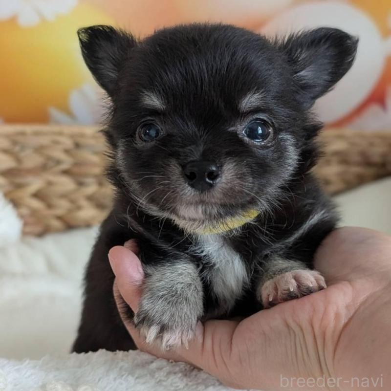 販売中の北海道のミックス犬-401432