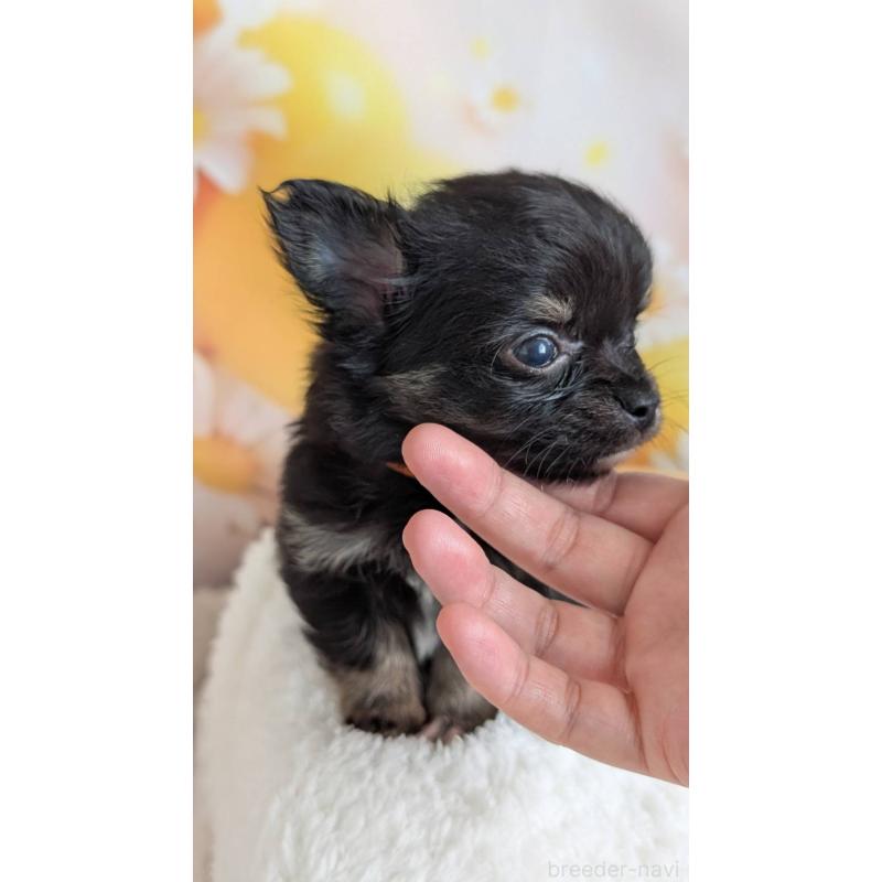 販売中の北海道のミックス犬-401434の11枚目