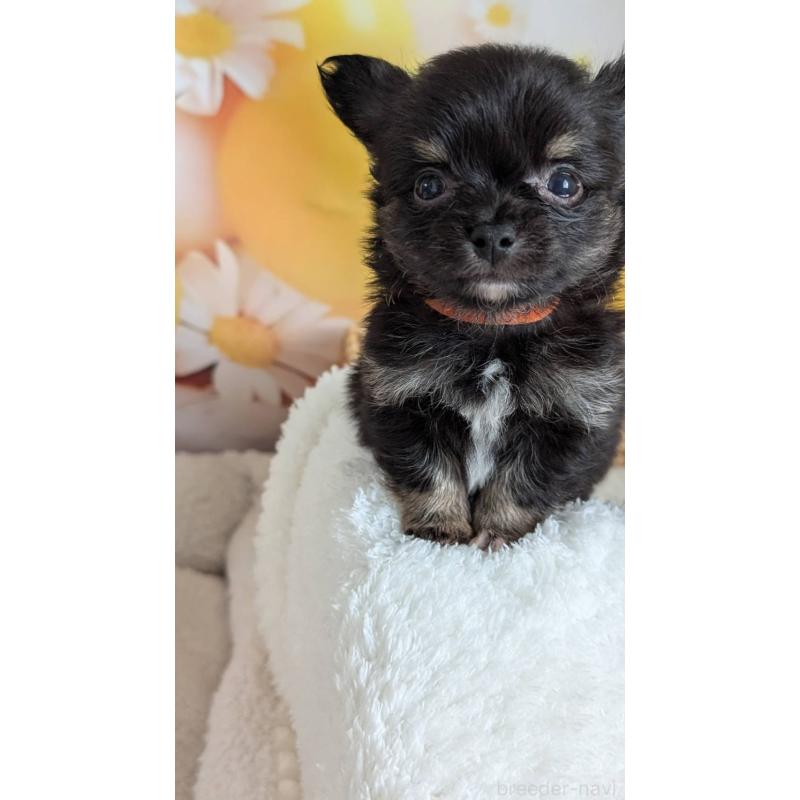 販売中の北海道のミックス犬-401434の10枚目