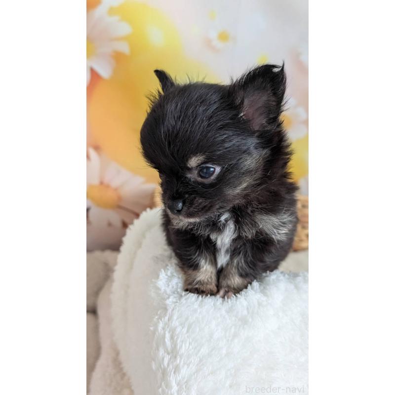 販売中の北海道のミックス犬-401434の9枚目