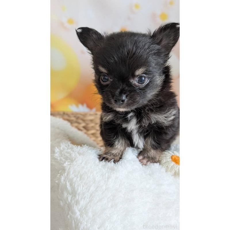 販売中の北海道のミックス犬-401434の8枚目