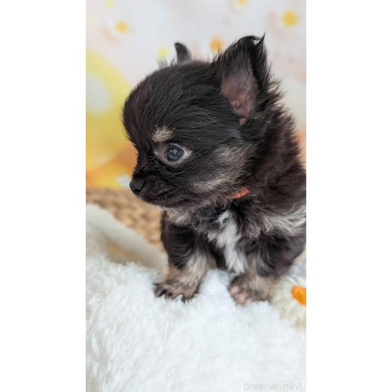 販売中の北海道のミックス犬-401434の7枚目