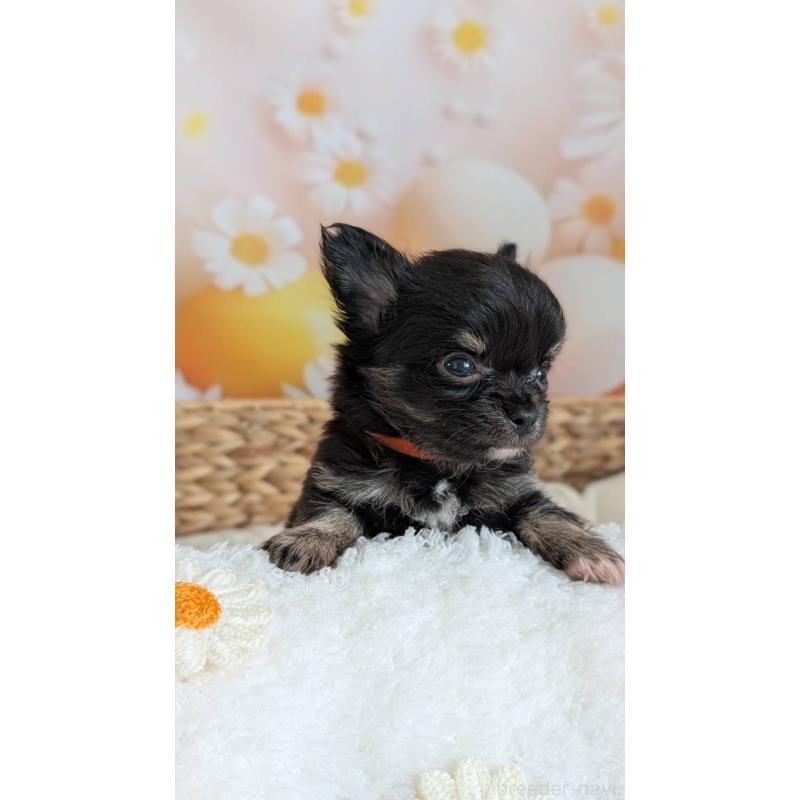 販売中の北海道のミックス犬-401434の6枚目