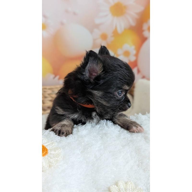 販売中の北海道のミックス犬-401434の5枚目