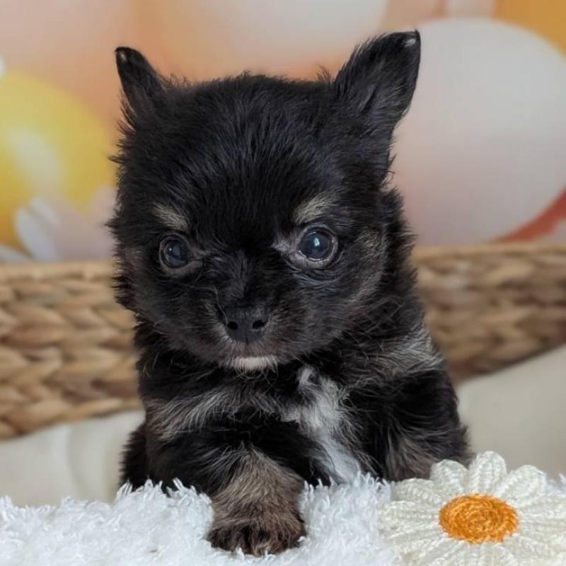 販売中の北海道のミックス犬-401434の4枚目