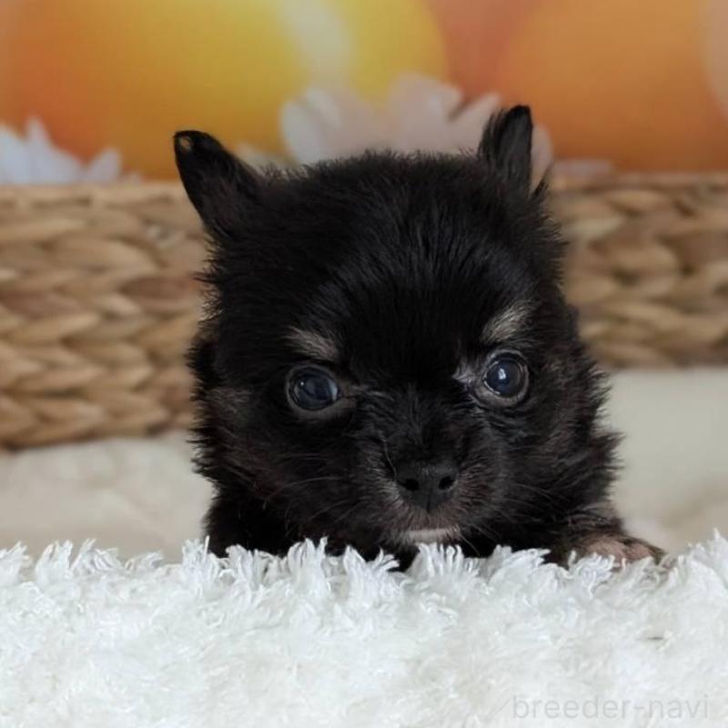 販売中の北海道のミックス犬-401434の3枚目