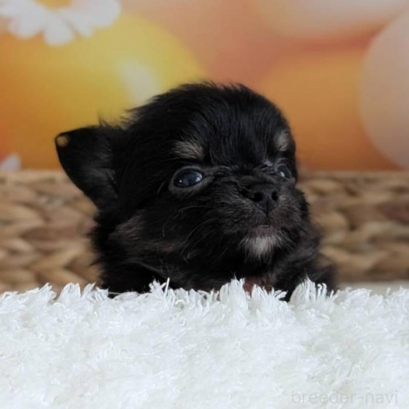 販売中の北海道のミックス犬-401434の2枚目