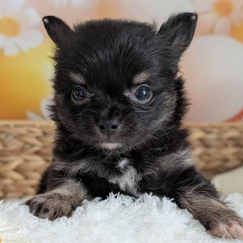 販売中の北海道のミックス犬-401434
