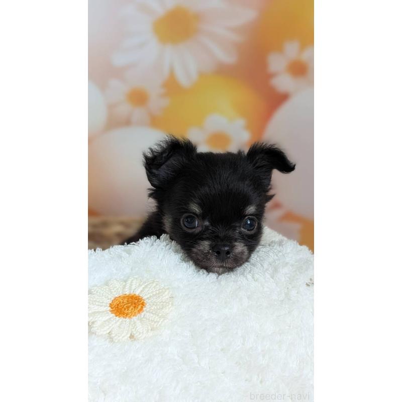 販売中の北海道のミックス犬-401435の10枚目