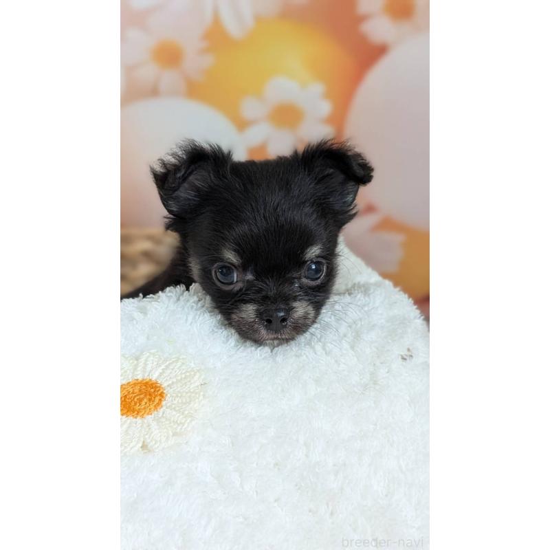販売中の北海道のミックス犬-401435の9枚目