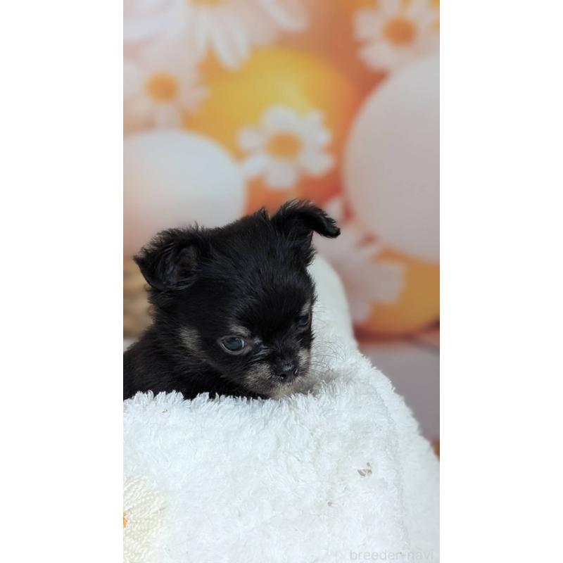 販売中の北海道のミックス犬-401435の8枚目