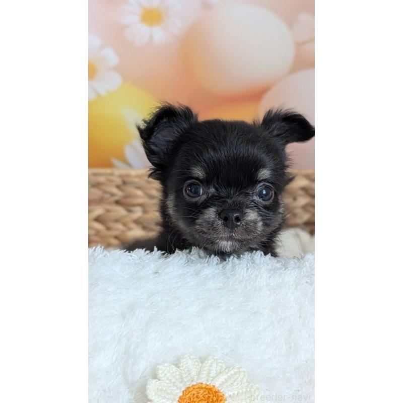 販売中の北海道のミックス犬-401435の7枚目