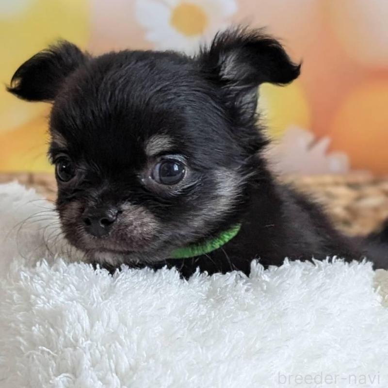 販売中の北海道のミックス犬-401435の6枚目