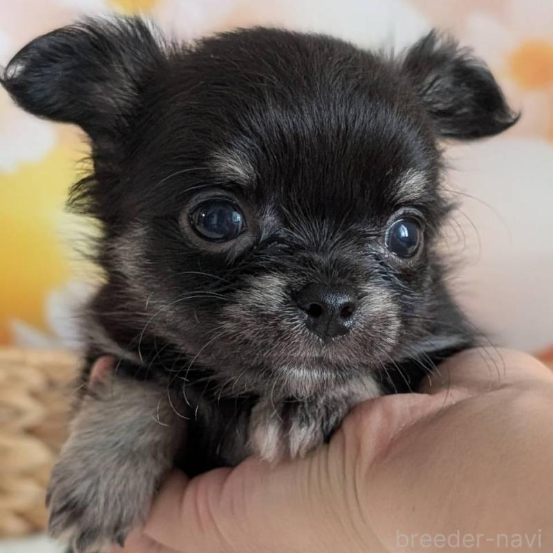 販売中の北海道のミックス犬-401435の5枚目