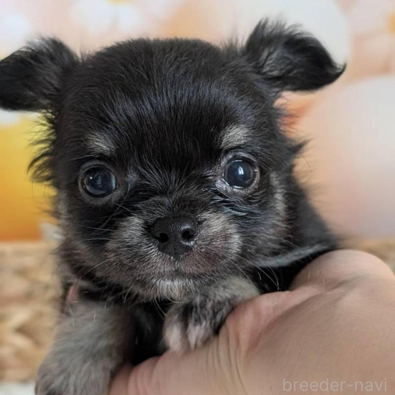 販売中の北海道のミックス犬-401435の4枚目