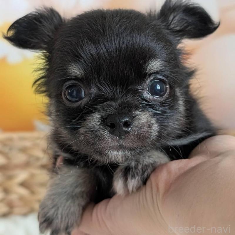 販売中の北海道のミックス犬-401435の3枚目
