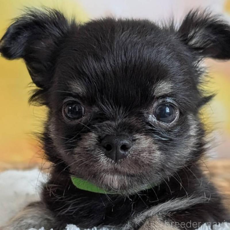 販売中の北海道のミックス犬-401435