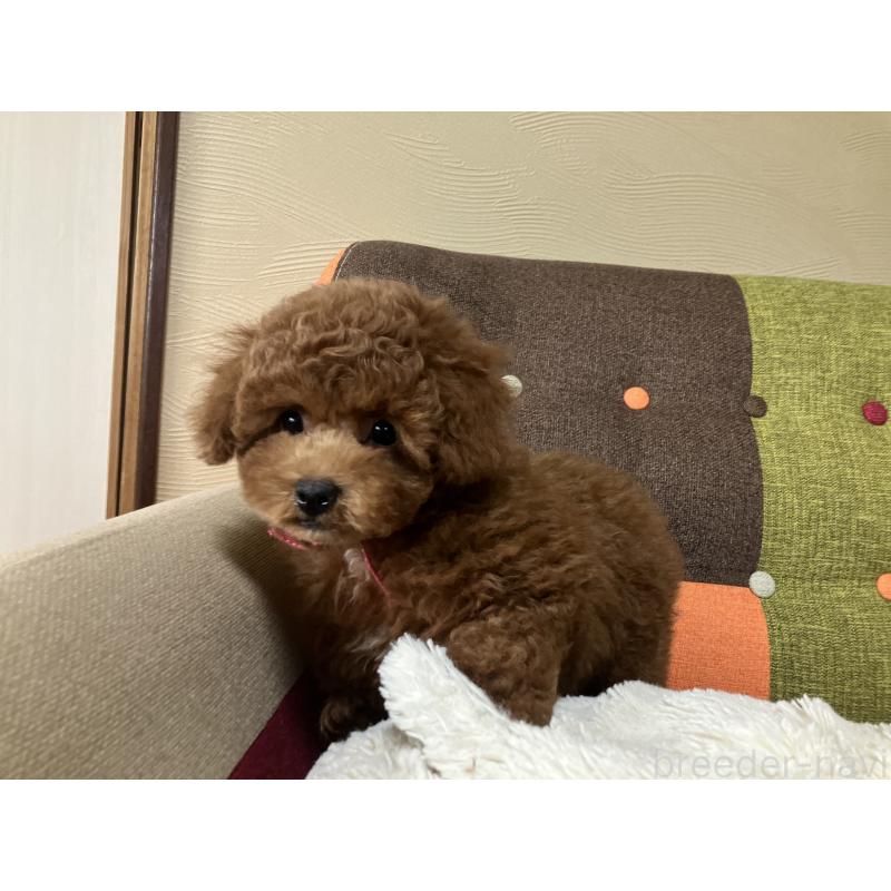 販売中の福岡県のトイプードル-401437の2枚目
