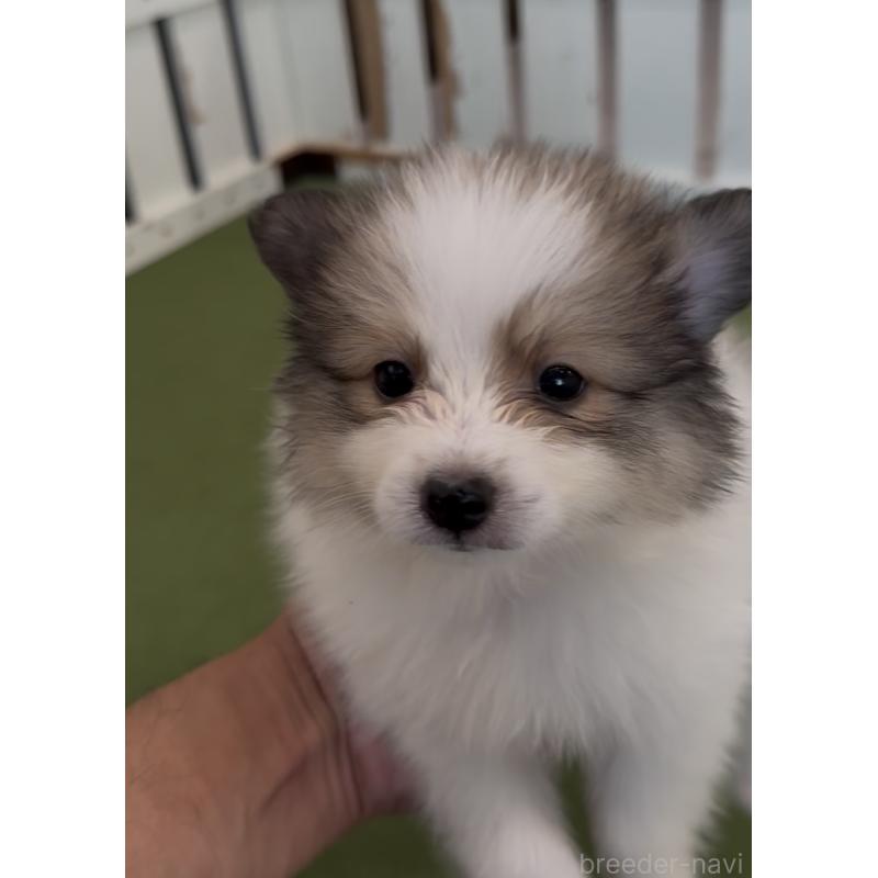 販売中の福岡県のミックス犬-401440の5枚目