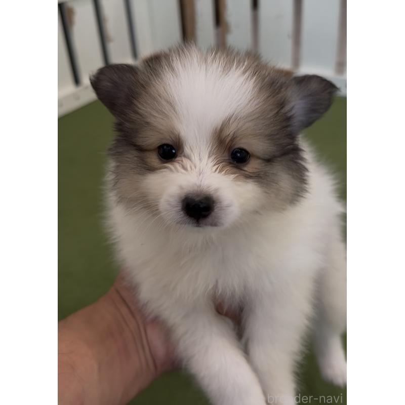 販売中の福岡県のミックス犬-401440の4枚目
