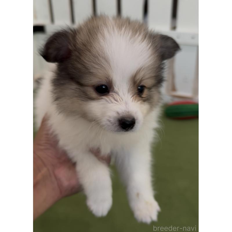 販売中の福岡県のミックス犬-401440の3枚目
