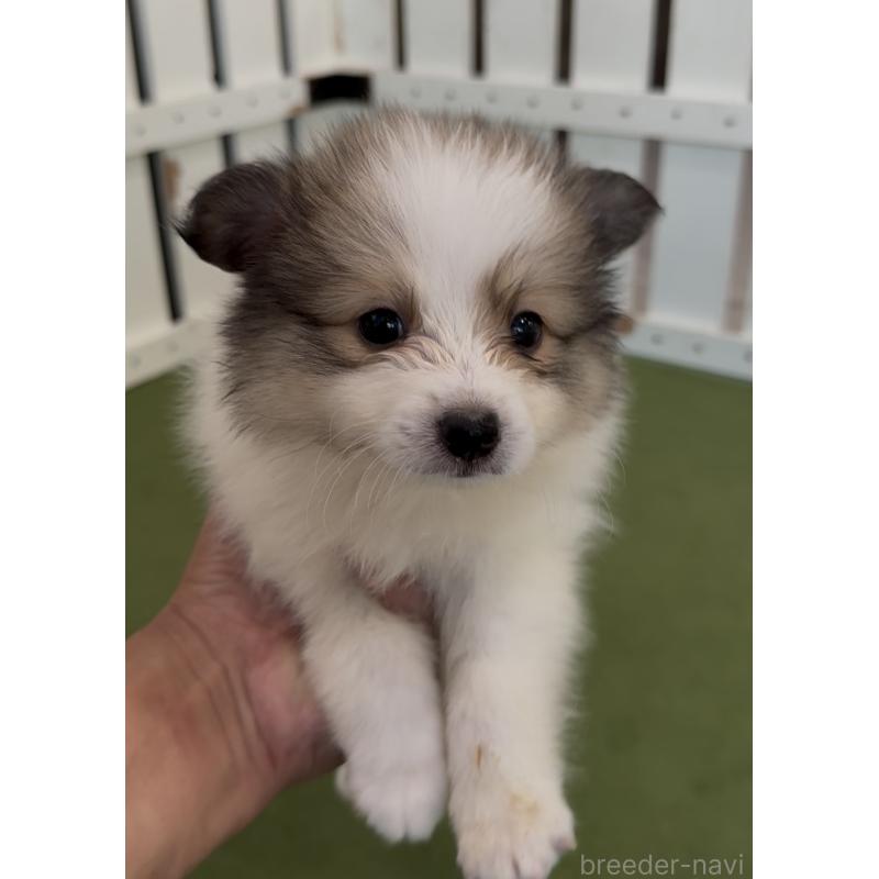 販売中の福岡県のミックス犬-401440の2枚目