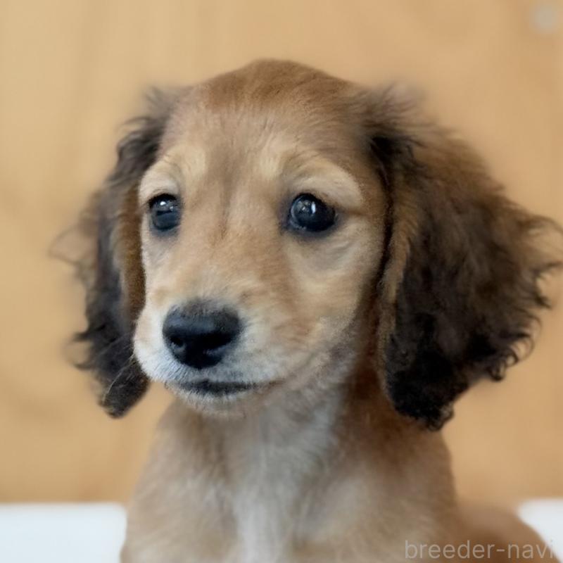 販売中の埼玉県のミニチュアダックスフンド(ロングヘアード)-399551の7枚目