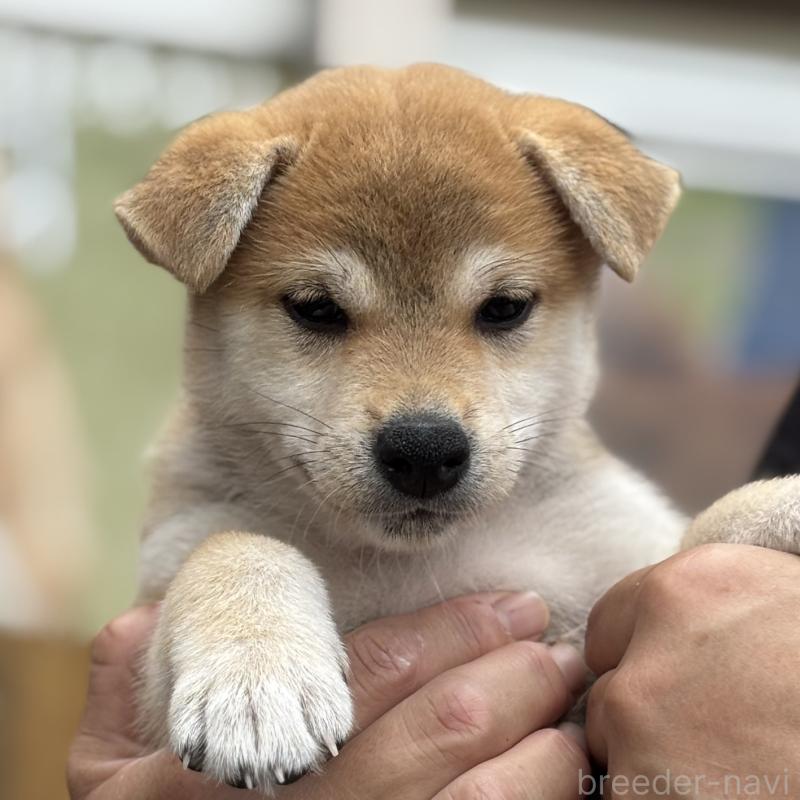 販売中の宮崎県の柴犬-395829
