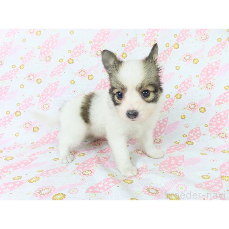 販売中の千葉県のパピヨン-398693の10枚目