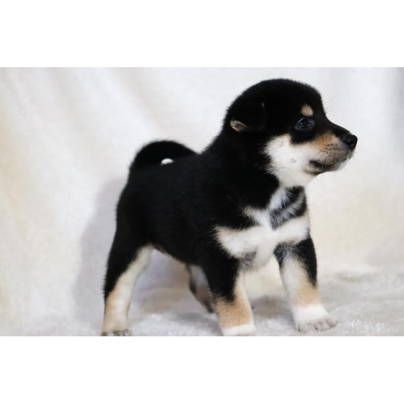 商談中の滋賀県の柴犬-401532の15枚目