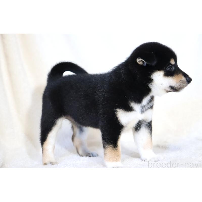 商談中の滋賀県の柴犬-401532の14枚目
