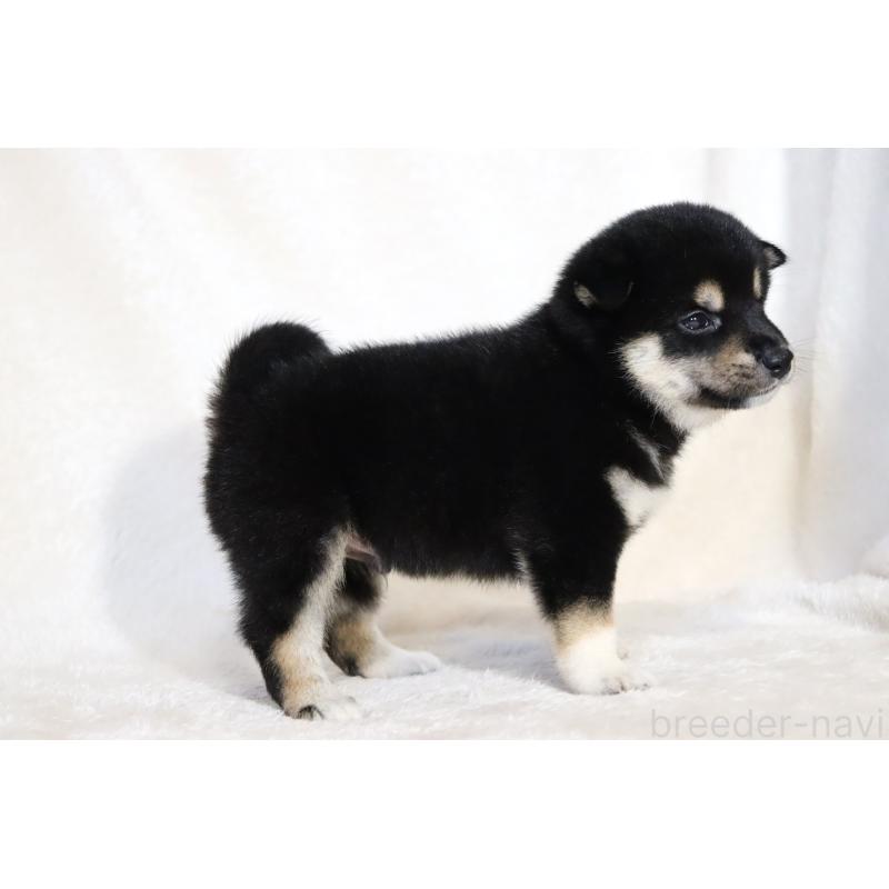 販売中の滋賀県の柴犬-401534の15枚目