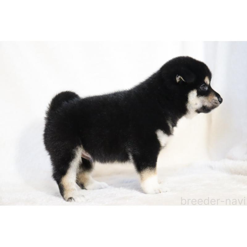 販売中の滋賀県の柴犬-401534の14枚目