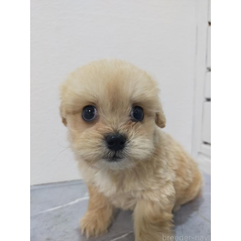 販売中の宮崎県のマルプー:マルチーズ×トイプードル-401536の1枚目