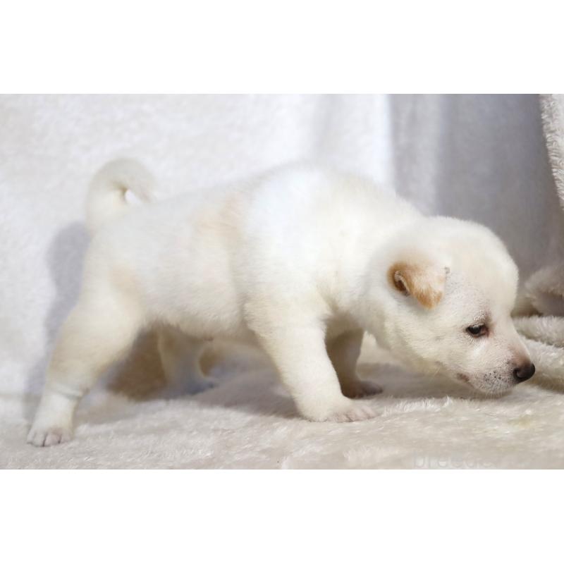 販売中の滋賀県の柴犬-401537の15枚目