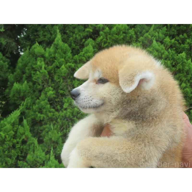 販売中の香川県の秋田犬-396478の3枚目