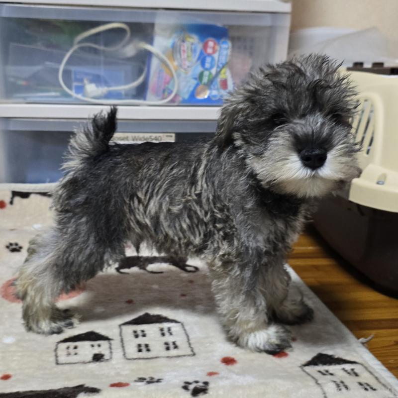 販売中の岡山県のミニチュアシュナウザー-393947の11枚目