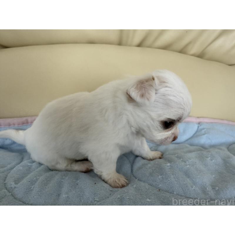 成約済の高知県のチワワ(ロングコート)-401555の2枚目