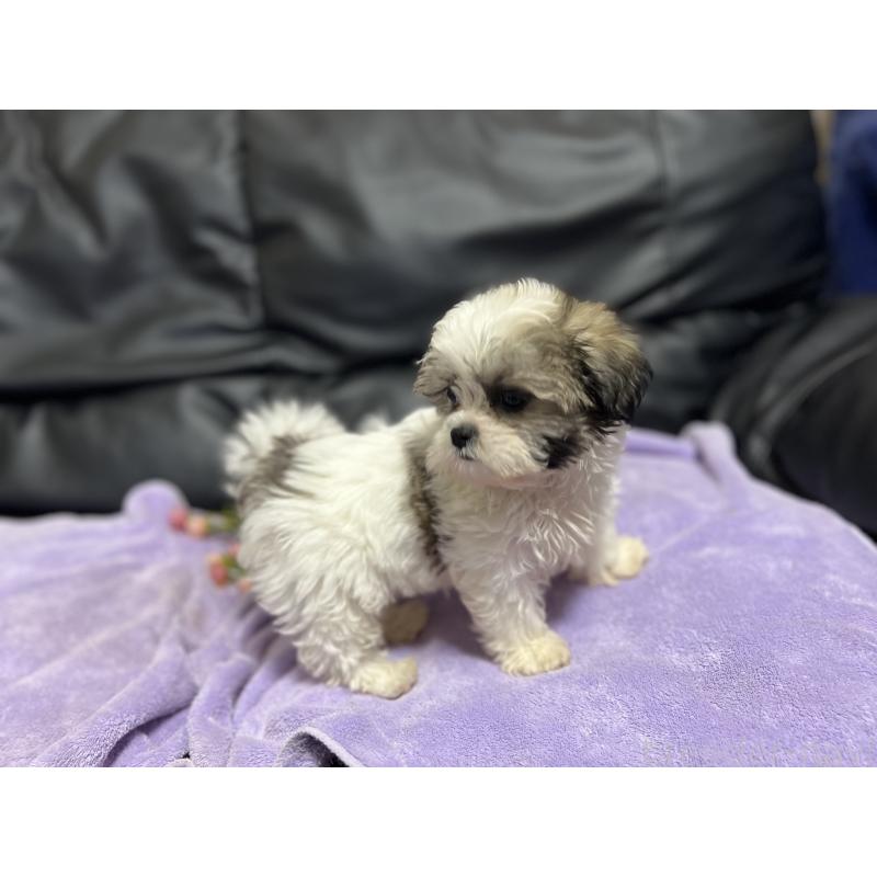 販売中の栃木県のマルシーズー:マルチーズ×シーズー-400495