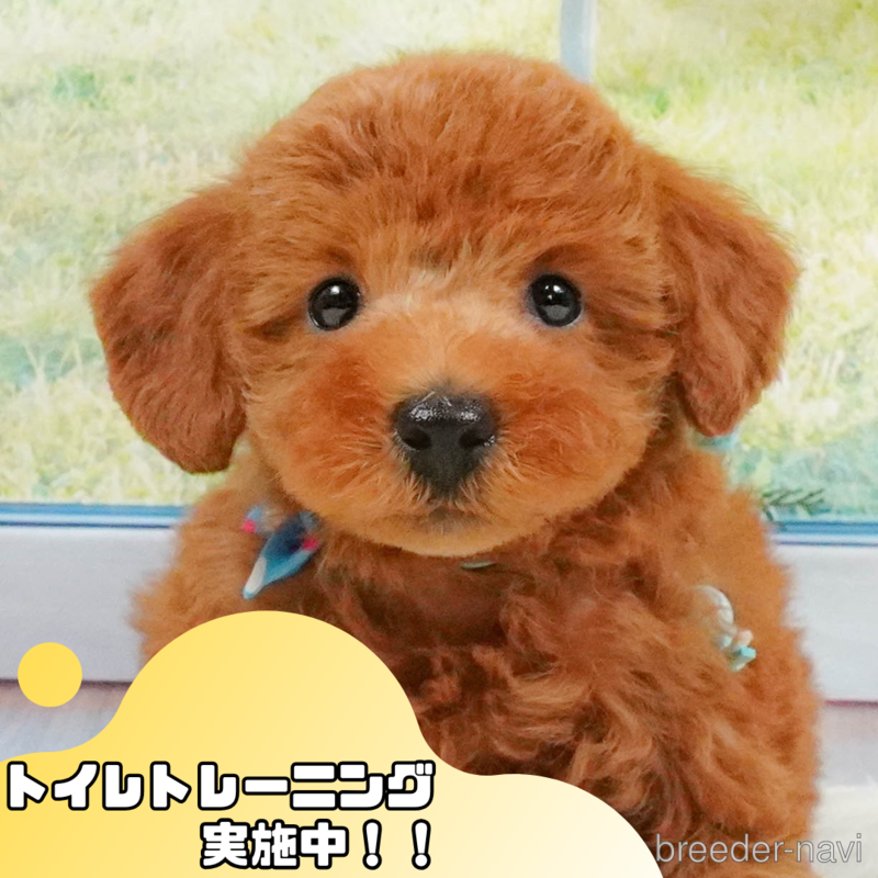 販売中の静岡県のトイプードル-401352
