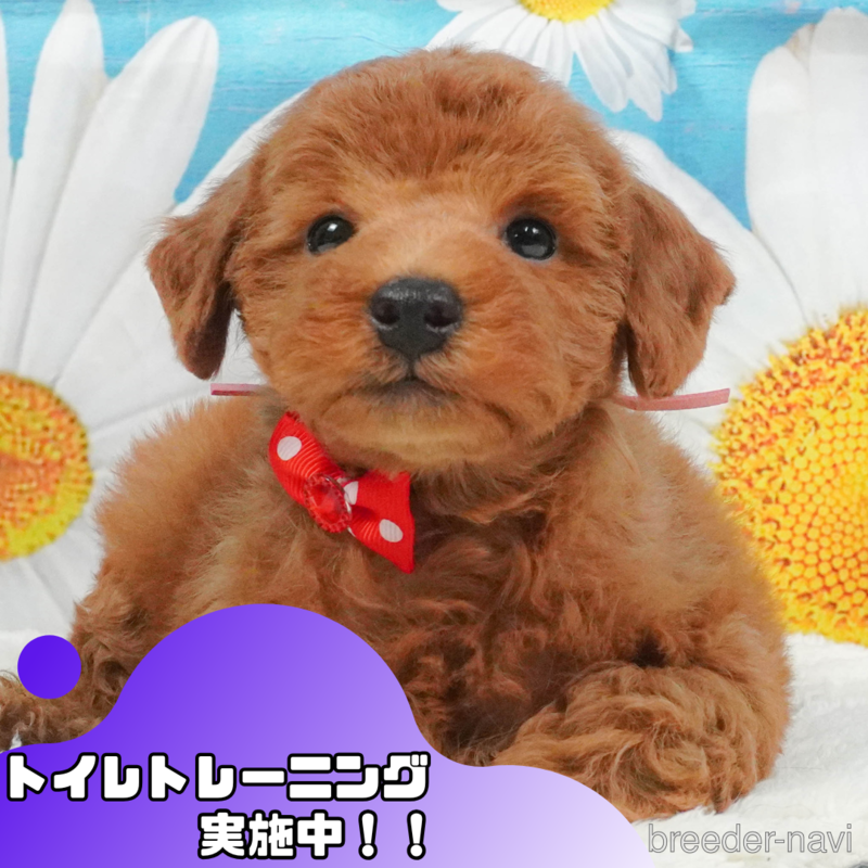 販売中の静岡県のトイプードル-401355