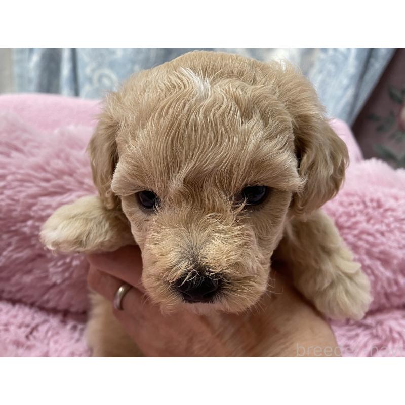 販売中の長野県のミックス犬-398925