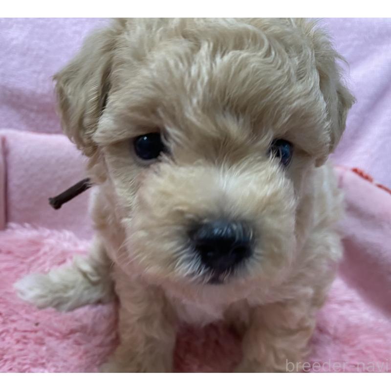 成約済の長野県のミックス犬-398930の4枚目