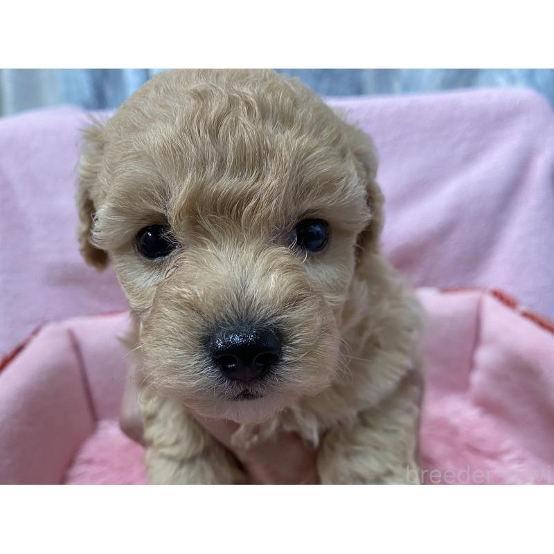 成約済の長野県のミックス犬-398920の9枚目